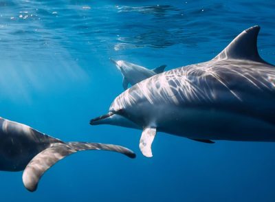 dolphins-at-nelson-bay