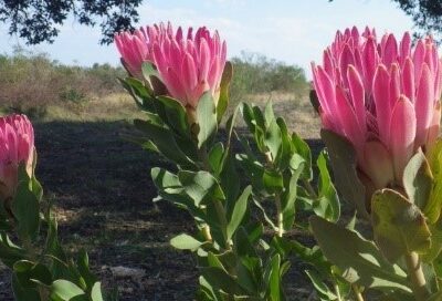 Van Stadens Wildflower Reserve Van Stadens Wildflower Reserve